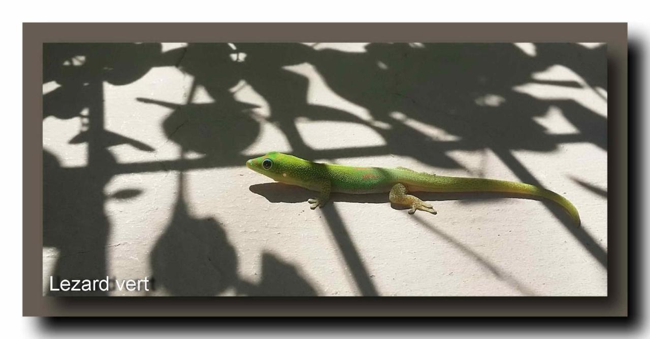 Le Gecko Vert Manapany-les Bains Esterno foto